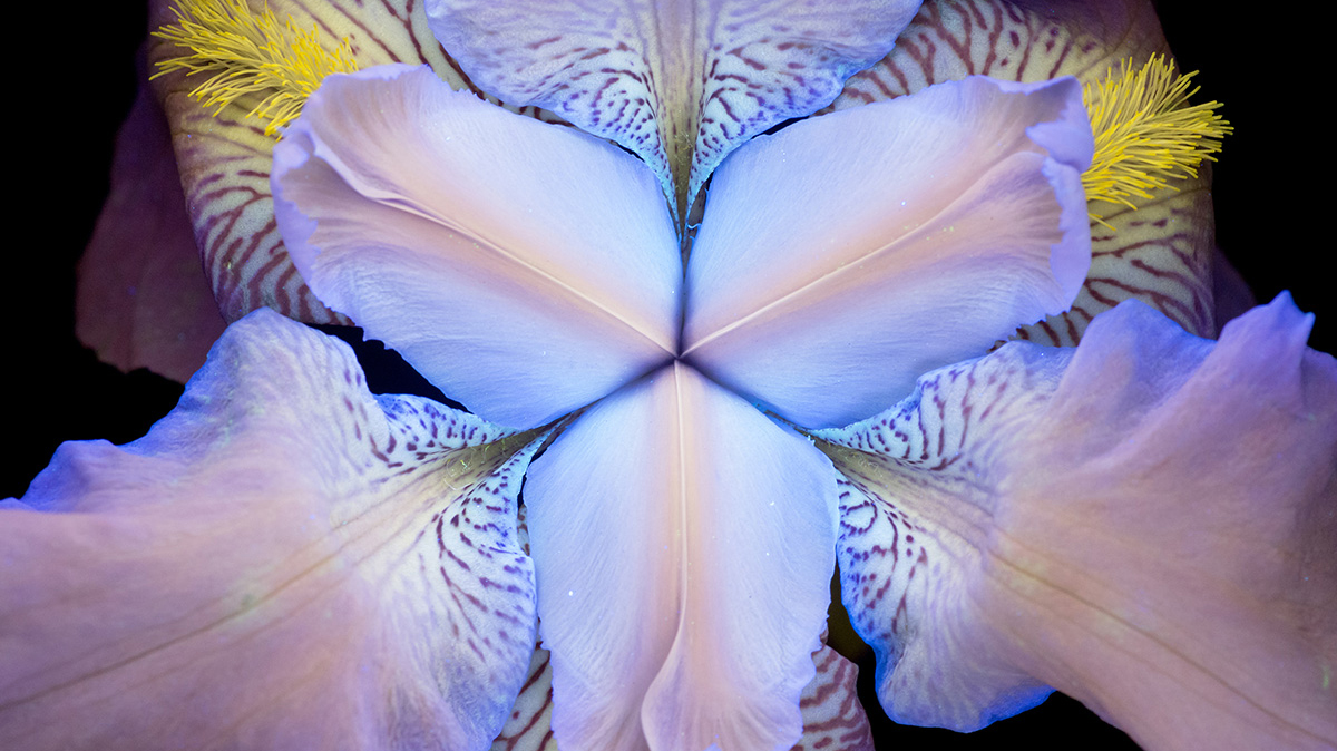 Craig Burrows uses UV light to create fluorescent flowers series |  Professional Photographers of America